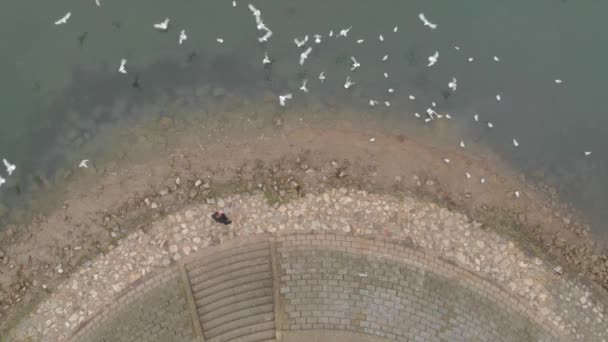 Vue Aérienne Ralenti Homme Solitaire Caucasien Nourrissant Troupeau Oiseaux Blancs — Video