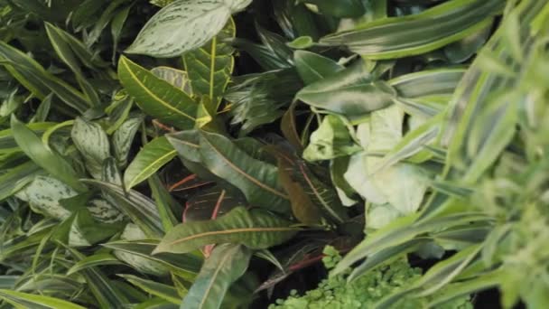 Lindo Deslizante Tiro Várias Plantas Verdes Saudáveis Uma Parede Interior — Vídeo de Stock