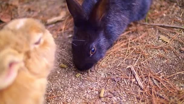 用松懈的兔子组成的小团体 吃着最坚硬的地面上的小球 日本的大岛被称为兔子岛 许多野兔在岛上游荡 — 图库视频影像
