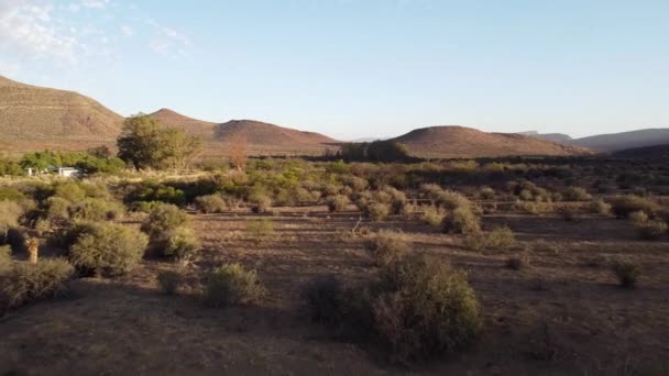 Suchy Krajobraz Farmy Karoo Pobliżu Graaff Reinet Podczas Suszy Wielbłądami — Wideo stockowe