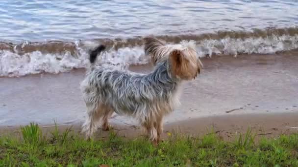 Yorkie Dog Kustlijn Grassy Shore Kleine Golven — Stockvideo