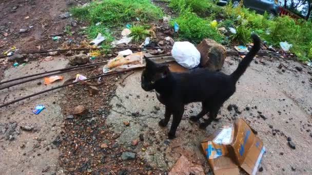 Gato Negro Limpiando Cuerpo Caminando Goldy — Vídeos de Stock