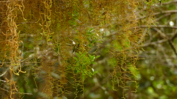 コスタリカの熱帯雨林にあるハンギングモスの植物の詳細を閉じる 静的ショット — ストック動画