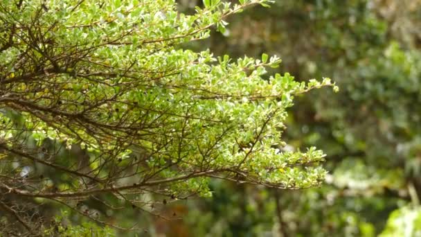 Ognisty Throated Koliber Trzepotanie Wokół Małego Zielonego Drzewa Kostaryce Pod — Wideo stockowe