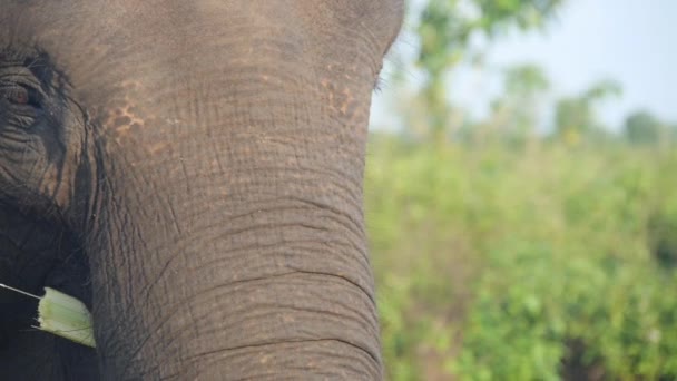 Close Elephant Finishes Lunch Eating Bamboo Branches Slow Motion Close — Stock Video