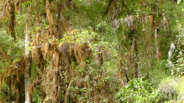 Acchiappamosche Volano Tra Gli Alberi Circondati Muschio Appeso Nella Foresta — Video Stock