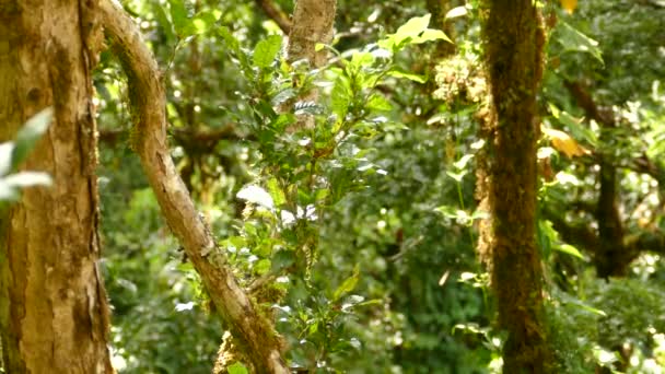 Deux Oiseaux Tropicaux Sautant Branche Branche Dans Une Jungle Moucherolles — Video