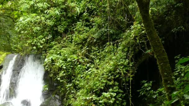 Vesiputous Trooppisessa Sademetsässä Pienten Eksoottisten Lintujen Lentäessä Puiden Ympärillä Trooppinen — kuvapankkivideo