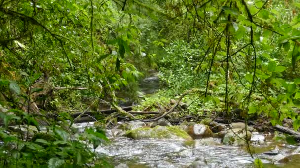 Rio Riacho Com Água Corrente Flui Jusante Sobre Rochas Cobertas — Vídeo de Stock