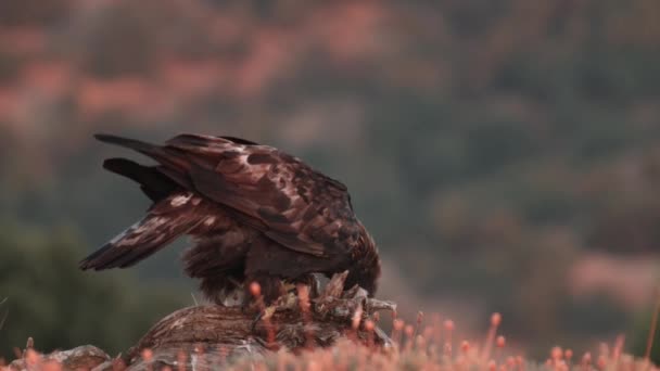 Golden Eagle Intensiivinen Ilme Sitten Alkaa Syödä Ruokaa Puinen Runko — kuvapankkivideo