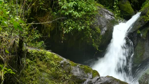 在热带森林中 小鸟在快速流淌的瀑布前飞翔 在哥斯达黎加的一个雨林瀑布前 蜂鸟飞进飞出视野 — 图库视频影像