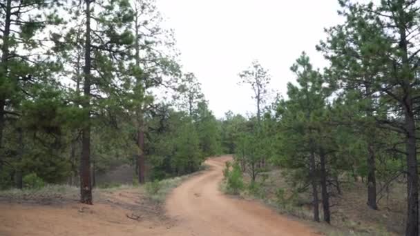 Ein Feldweg Trennt Bei Einem Naturspaziergang Immergrüne Bäume — Stockvideo