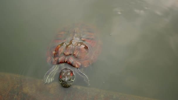 Tortugas Agua Que Viene — Vídeos de Stock