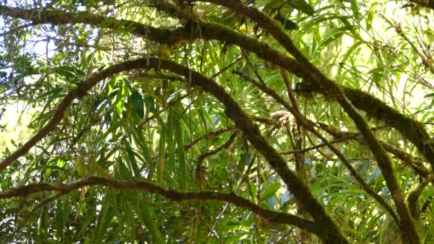 Große Kiskadee Bewegt Sich Baumzweig Regenwald Costa Rica Abgesperrt — Stockvideo