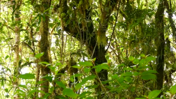 コスタリカのジャングルの中で食べ物を探している小さな鳥 熱帯雨林の枝から枝へ飛び立つ小鳥 — ストック動画