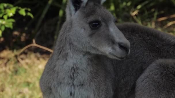 Une Alerte Kangourou Gris Oriental Regardant Autour Tandis Que Munching — Video