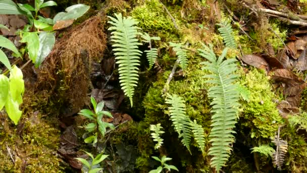 Diversa Vegetación Bosque Costa Rica Helechos Musgo Creciendo Hermoso Contraste — Vídeos de Stock