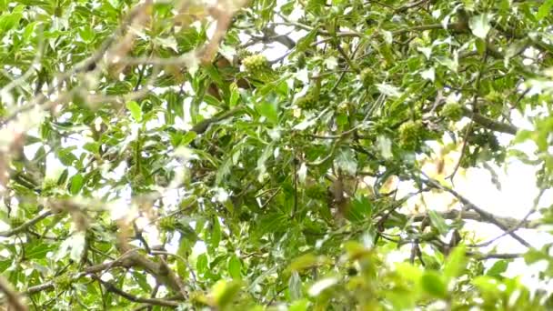 コスタリカの緑の果物で緑豊かな木に群がるソーシャルフライキャッチャー鳥 低角度のショット — ストック動画