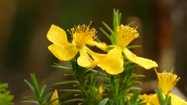 Beautiful Yellow Allamanda Amarillo Flower Costa Rican Forest Exotic Trumpet — Stock Video