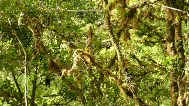 Multiple Birds Flying Mossy Tree Branches Costa Rica — Stock Video