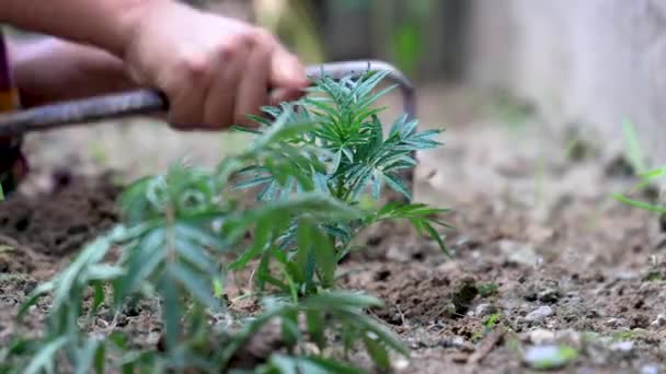 Gartenkonzept Bodennahaufnahme Mit Hausgemachter Spitzhacke Oder Kelle Zum Pflanzen Von — Stockvideo