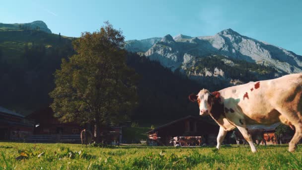 今年夏天 一群天生的奶牛穿过一个浪漫而田园诗般的奥地利山村 回到了他们位于蒂罗尔阿尔卑斯山畔的马厩里 给它们喂奶 — 图库视频影像