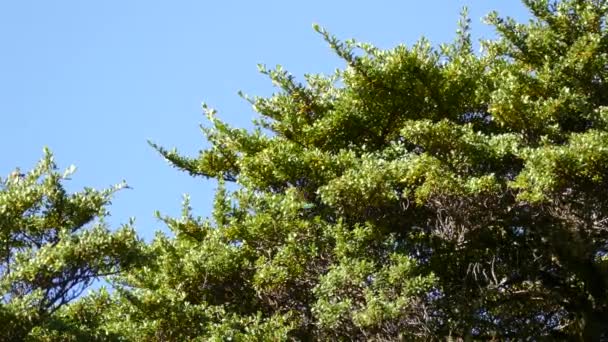 Colibrí Vuela Alrededor Árbol Verde Alto Busca Néctar Cielo Azul — Vídeo de stock