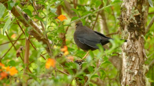 コスタリカのジャングル 国立鳥の枝に座って急いでください 雨の森の中にオレンジのくちばしを持つエキゾチックな黒い鳥が枝に座って飛んでいます — ストック動画