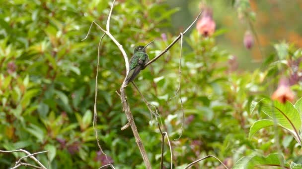Der Grüne Und Schwarze Kolibri Sitzt Auf Einem Ast Hübsche — Stockvideo