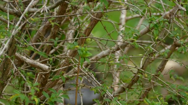 Elegantní Modrý Korunovaný Zelený Hrbatý Pták Bílými Hrdly Větvi Před — Stock video