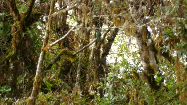 Costas Belo Pássaro Sentado Ramo Árvore Com Moss Pendurado Floresta — Vídeo de Stock