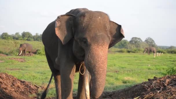 Sumatra Fil Çilleri Bir Tusk Yiyor Diğer Fil Arkadaşları Arkaplanda — Stok video