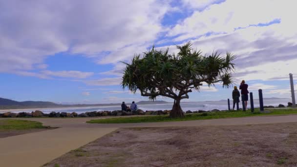 ねじ松の木の近くの海岸に立っている人々 三日月頭のビーチでPandanus Tectorius ニューサウスウェールズ州 オーストラリア政府観光局 ワイドショット — ストック動画