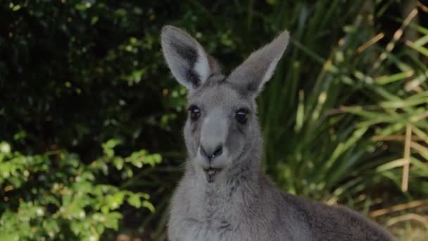Ein Östliches Graues Känguru Blickt Die Kamera Während Sein Futter — Stockvideo