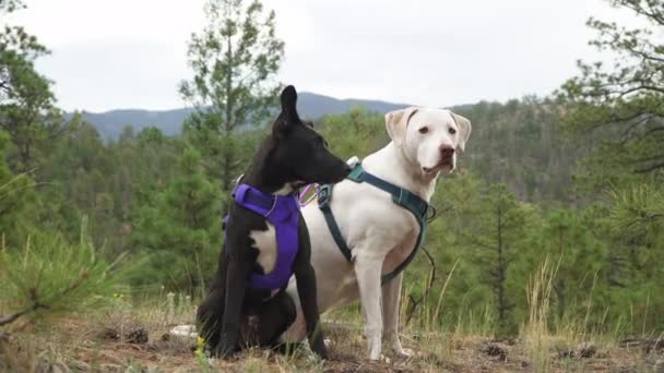 2匹の犬が自然のハイキングコースで常緑樹林を見ています — ストック動画