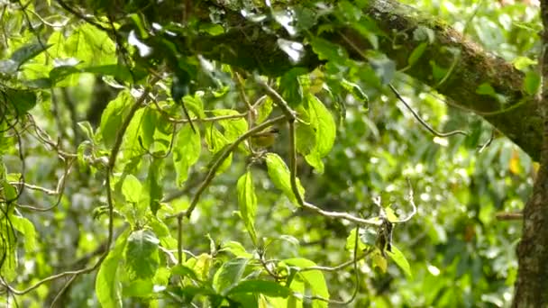 Bonito Passarinho Grande Kiskadee Anda Torno Uma Árvore Busca Comida — Vídeo de Stock