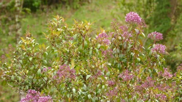 Kolibrie Vliegt Rond Roze Bloemen Zoek Naar Nectar Costa Rica — Stockvideo