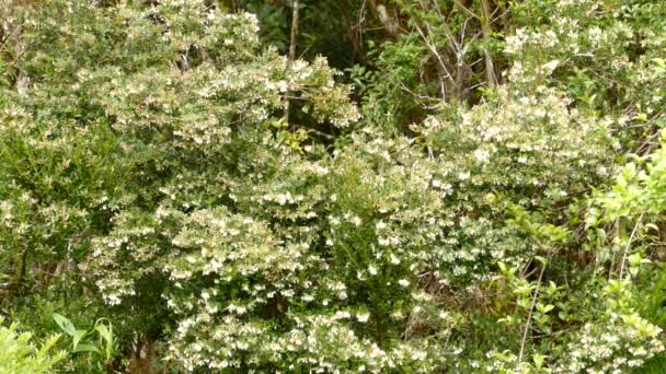 Metalliskt Grön Nynnande Fågel Utfodring Vita Blommor Costa Rica — Stockvideo