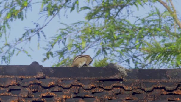 Squrrel Sul Tetto Cielo Blu Grattando — Video Stock