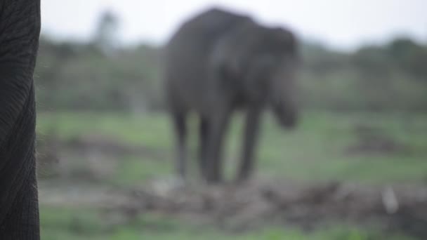 Elephant Tail Sways Voorgrond Elephant Friend Achtergrond Out Focus — Stockvideo