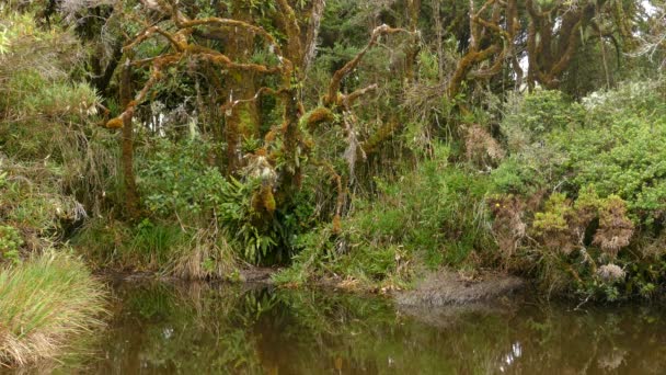在哥斯达黎加的一个美丽的森林里 令人心旷神怡的风景 异国野生动物和植物 — 图库视频影像
