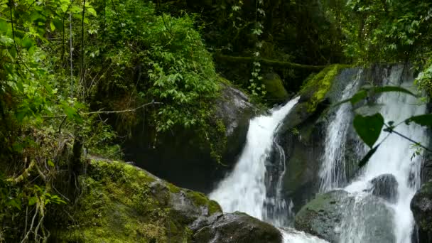 Close Uma Cachoeira Floresta Tropical Com Pequenas Aves Exóticas Voando — Vídeo de Stock