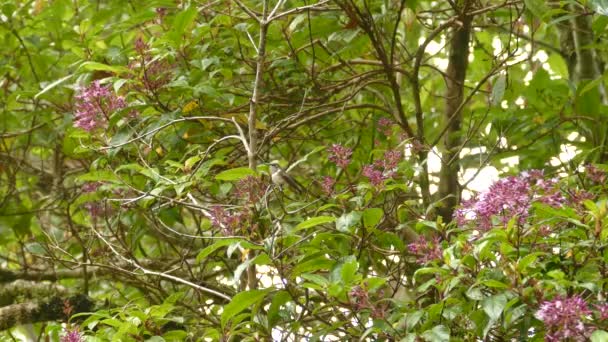 Hummingbird Sits Branch Middle Beautiful Green Tree Pink Flowers Shot — Stock Video