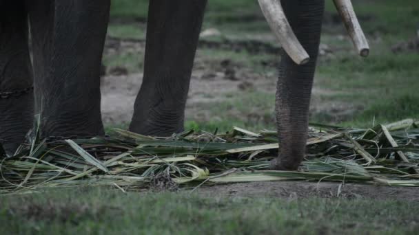 Sumatraanse Olifant Gebruikt Geknepen Bamboe Takken Eten Slow Motion Close — Stockvideo