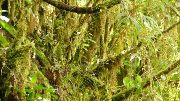 Pequeño Pájaro Marrón Bosque Tropical Lluvioso Pequeño Pájaro Buscando Comida — Vídeos de Stock