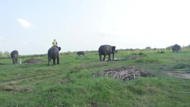 Mahout Rides Domesticated Sumatran Elephant Distance Wide Shot Other Elephants — Stock video