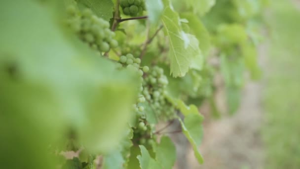 一串年轻的白葡萄挂在葡萄园里的葡萄藤上 — 图库视频影像
