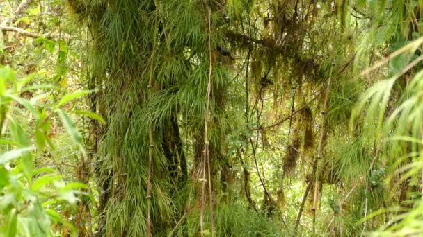 Bananaquit Vogel Zit Een Boom Vliegt Weg Het Bos Exotische — Stockvideo