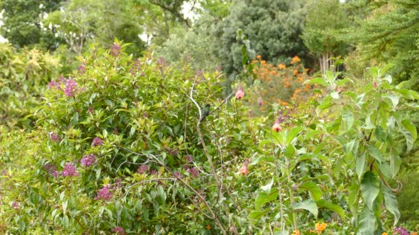 Piccolo Uccello Tropicale Verde Che Vola Ramo Albero Green Thorntail — Video Stock