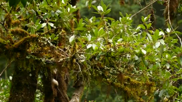 Pájaro Volador Colorido Saltando Rama Rama Una Planta Bosque Lluvioso — Vídeo de stock